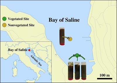 Compositional stability of sediment microbial communities during a seagrass meadow decline